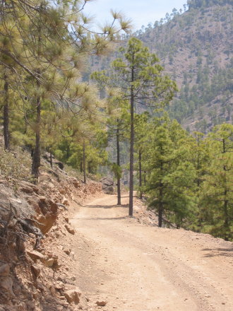 Forststraße, Felsen und Pinien