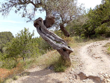 Knorriger Olivenbaum am Wegesrand