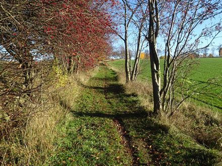 zwischen Huth und Großrückerswalde