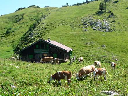 Die Schnittlauchmoosalm