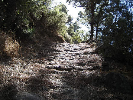 Tannennadelgebetteter Weg