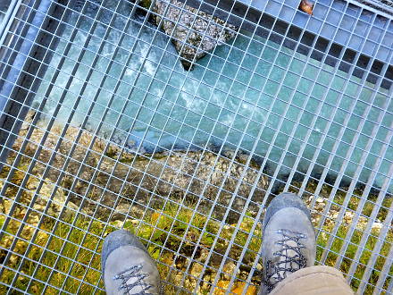 Luftige Höhe über der Klamm