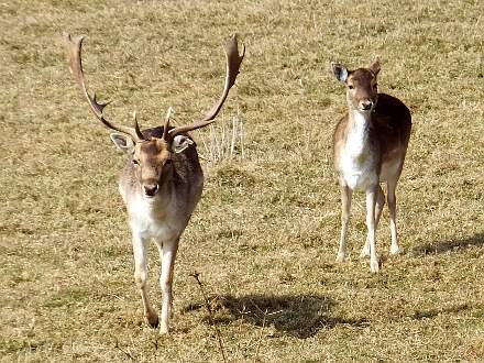 Am Wegesrand, aber nicht in freier Wildbahn