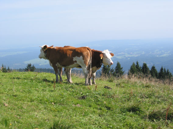 Glückliche Almkühe am Rechelkopf