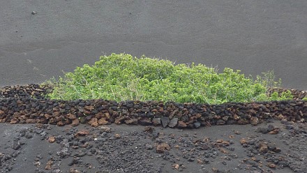 Feigenbäume in unwirklicher Landschaft