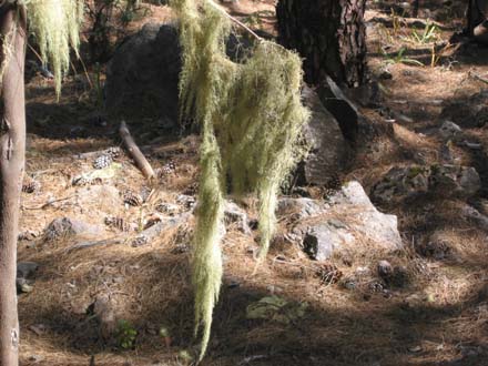 Langfasrige Flechten auf den Kanarenkiefern