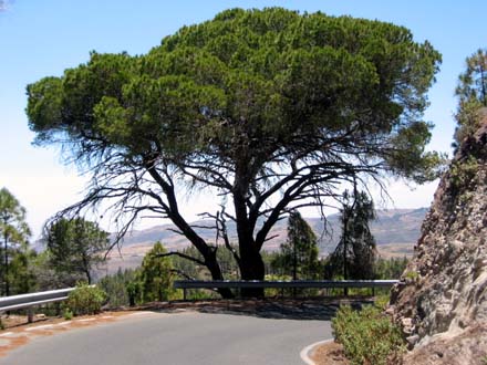Rückweg auf der wenig befahrenen Tamadaba-Straße