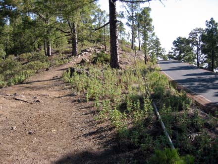Wanderweg, Wasserleitung und Straße kurz nach der 